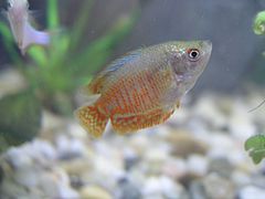 Dwarf gourami