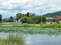 Село Новогордеевка, озеро с лотосами