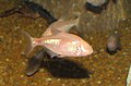 Слепая рыбка (Astyanax mexicanus)