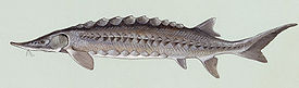 Acipenser oxyrhynchus