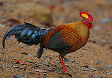 Цейлонская джунглевая курица