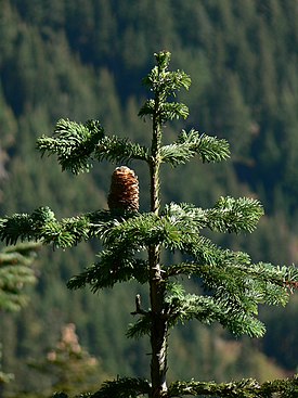 Abies amabilis