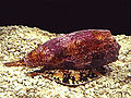 Географический конус — наиболее ядовитый и смертельно опасный для человека брюхоногий моллюск[3][4].