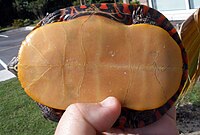 A hand holds a turtle, exposing the orange-yellow undershell