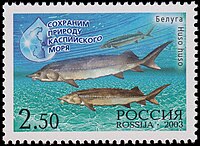 Почтовая марка России, 2003 год