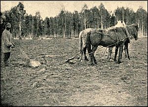 Вспашка плугом из под леса пашни в урманной полосе. Тарский уезд 1916 год