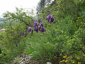 Iris germanica