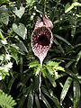 Aristolochia grandiflora