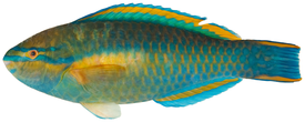 Scarus taeniopterus