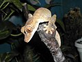 Uroplatus guentheri