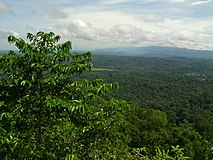 Перадаянский лесной заповедник в Брунее
