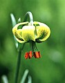 Лилия пиренейская (Lilium pyrenaicum)