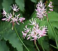 Nerine undulata