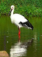 Дальневосточный аист (Ciconia boyciana)