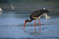 Чёрный аист (Ciconia nigra)