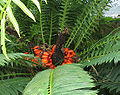 Encephalartos lebomboensis