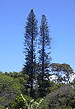 Araucaria columnaris