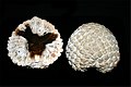 Окаменелая шишка араукарии (юрский период, ок. 210 млн. лет назад)