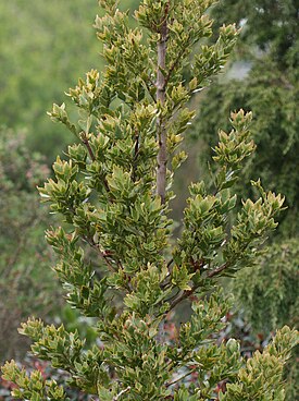 Phyllocladus aspleniifolius