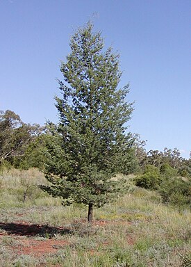 Общий вид растения Callitris columellaris, штат Квинсленд, Австралия