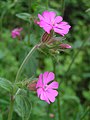 Смолёвка красная (Silene dioica)