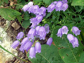 Колокольчик дернистый (Campanula cespitosa)