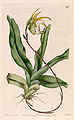 Aeranthes grandiflora