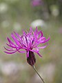 Crupina crupinastrum