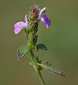 Hygrophila serpyllum в Хайдарабаде.