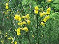 Cytisus scoparius