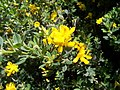 Genista monspessulana en flor