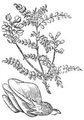 Майкараган волжский Ботаническая иллюстрация Дж. К. Лоудона