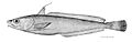(Urophycis tenuisruen