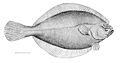 Камбала-ёрш[en] обычно встречается на глубине между 90 и 250 м (нижняя граница среды обитания 3000 м). Она питается мелкими рыбами и беспозвоночными