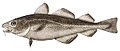 Атлантическая треска обычно держится на глубине 150—200 м, будучи неразборчивой в пище они питается беспозвоночными и рыбами, включая молодь собственного вида