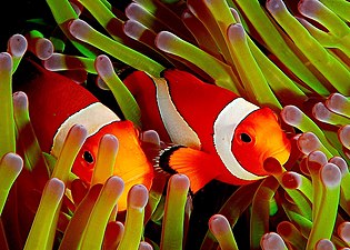 Amphiprion ocellaris служат актинии защитой