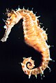 На рифах встречается самый медлительный из морских коньков Hippocampus zosterae, который плавает со скоростью 1 м/ч