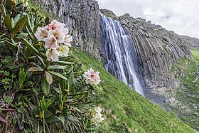Водопад Терскол и рододендроны в цвету
