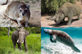 Сверху: капский даман (даманы), арсинойтерий (эмбритоподы); Снизу: азиатский слон (хоботные), обыкновенный ламантин (сирены)