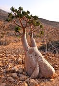 Adenium obesum