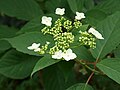 Гортензия Бретшнейдера (Hydrangea bretschneideri)