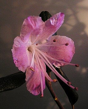 Rhododendron ledebourii