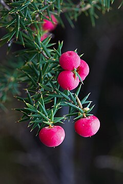 Leptecophylla juniperina