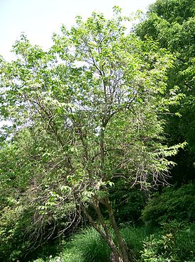 Lyonia nezikii