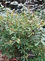 Эллиоттия метельчатая (Elliottia paniculata)