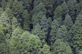 Лес пихты священной в Национальном парке Эль-Чико (Идальго, Мексика)