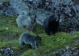 Чёрный медведь с ледниковыми медвежатами
