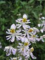 Schizanthus pinnatus Ruiz & Pav.