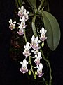 Phalaenopsis parishii