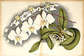 Lucien Linden, «Lindenia Iconographie des Orchidées» 1900 г.